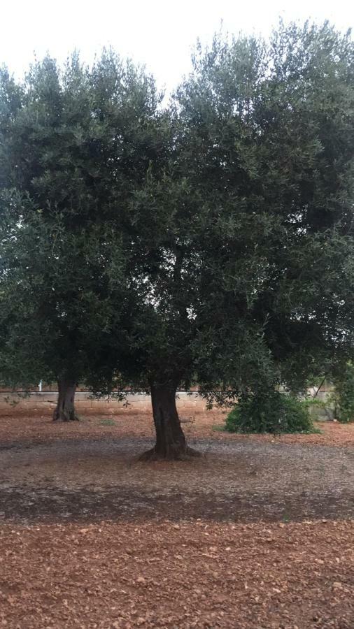 דירות סן ויטו דיי נורמני La Tana Di Cruk מראה חיצוני תמונה